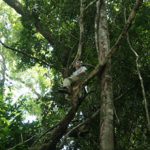 Person in Tree in Thai Rain Forest - Source: Hughes, David. Parasite Manipulation of Host Behavior (Image 5). Digital Image. National Science Foundation, [Date Published Unknown]