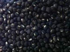 Blackgram Seeds - Source: Pradhan, Dr. Aliza. Blackgram Seeds. Digital Image. [Source Unknown], [Date Published Unknown]