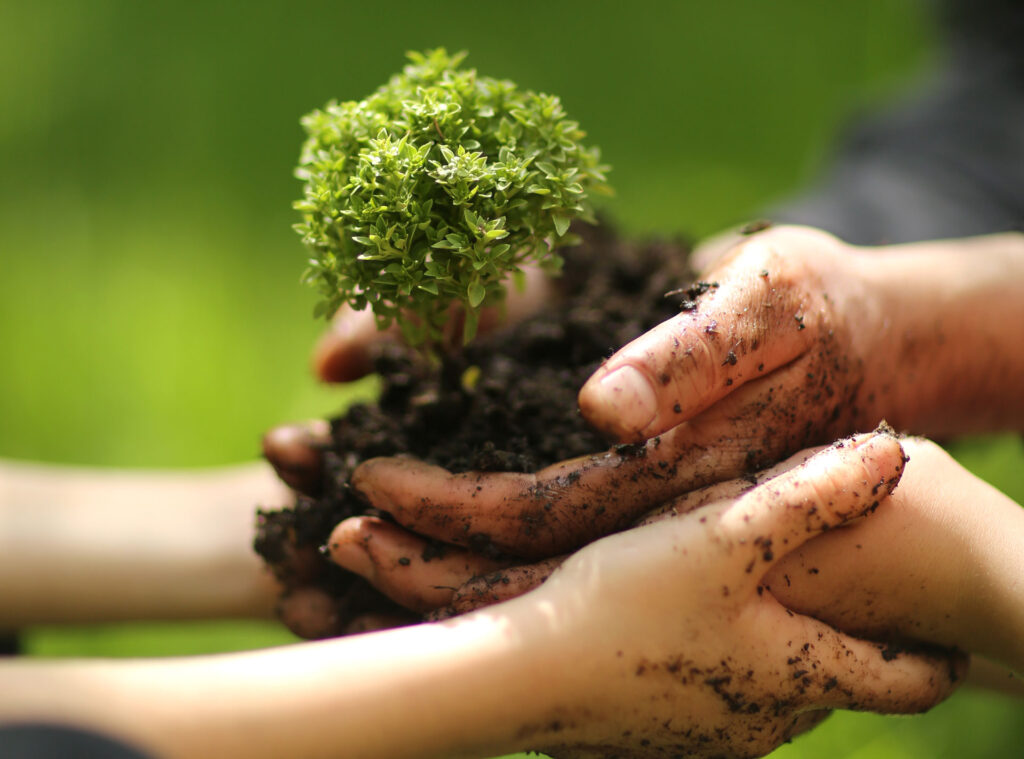A close- up of hands gently holding a small green plant with soil, implying growth and care