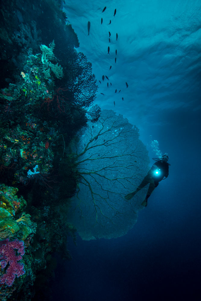 A scuba diver with a flashlight swims near a large sea fan coral on a vibrant coral reef wall. The reef is teeming with colorful marine life, and sunlight filters through the water from above, illuminating the scene in shades of blue.