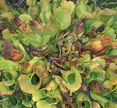 Pitcher Plants - Source: Ellison, Aaron M.. Pitcher plants as models for ecosystem change (Image 1). Digital Image. National Science Foundation, August 2003