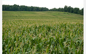 Kellogg Biological Station Long-Term Ecological Research site - Source: Stepnitz, Kurt. New Land-Use Strategies can Reduce Greenhouse Gas Emissions (Image 1). Digital Image. National Science Foundation, November 15, 2016
